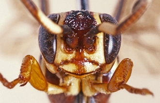 Genaemirum_rhinoceros_head_frontal