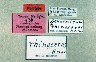 Genaemirum_rhinoceros_labels