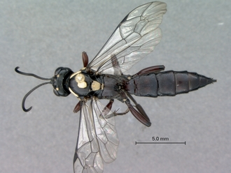 Genaemirum_species_P025037_female_habitus_dorsal