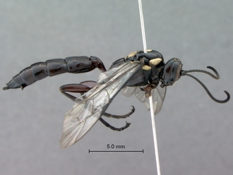 Genaemirum_species_P025037_female_habitus_lateral