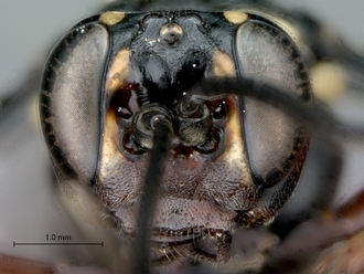 Genaemirum_species_P025037_female_head_frontal