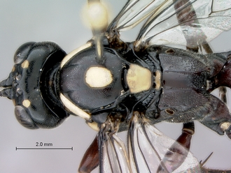 Genaemirum_species_P025037_female_head_mesosoma_dorsal
