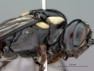 Genaemirum_species_P025037_female_head_mesosoma_lateral