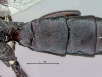Genaemirum_species_P025037_female_metasoma_tergites1-3_dorsal