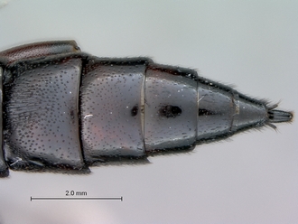Genaemirum_species_P025037_female_metasoma_tergites3-7_dorsal