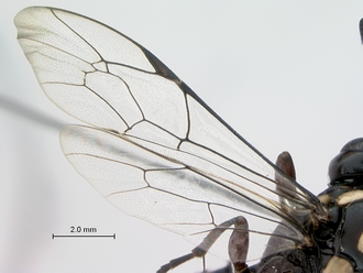 Genaemirum_species_P025037_female_wings