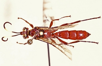 Genaemirum_vulcanicola_habitus_dorsal