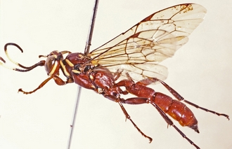 Genaemirum_vulcanicola_habitus_dorsolateral