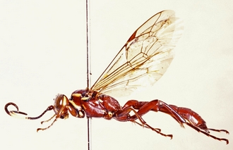 Genaemirum_vulcanicola_habitus_lateral