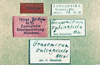 Genaemirum_vulcanicola_labels