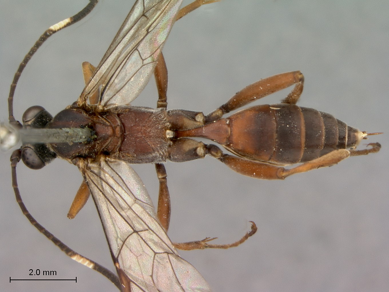 Hemibystra_persiba_habitus_dorsal