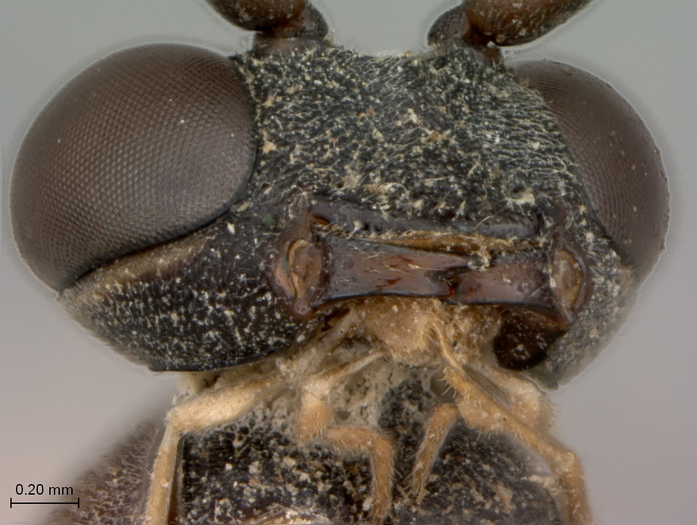 Hemibystra_persiba_head_mandibles