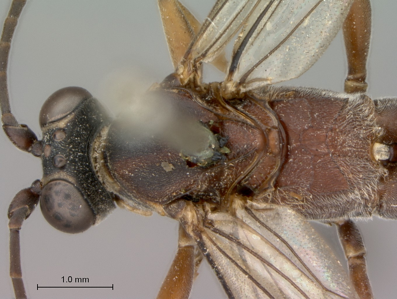 Hemibystra_persiba_head_mesosoma_dorsal