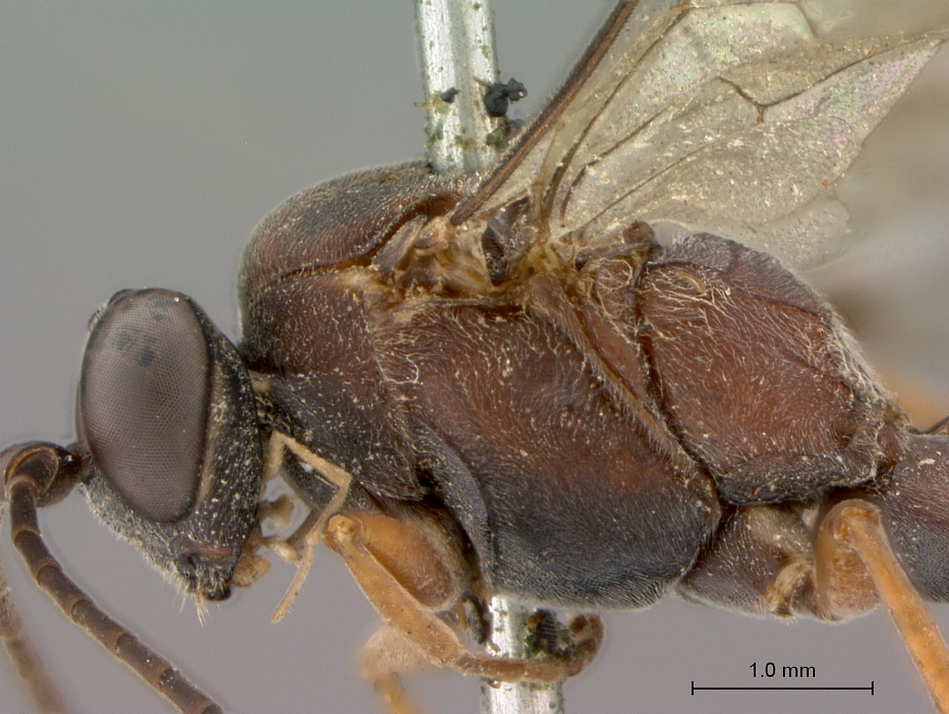 Hemibystra_persiba_head_mesosoma_lateral