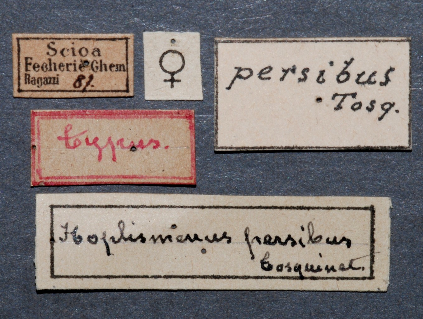 Hemibystra_persiba_labels