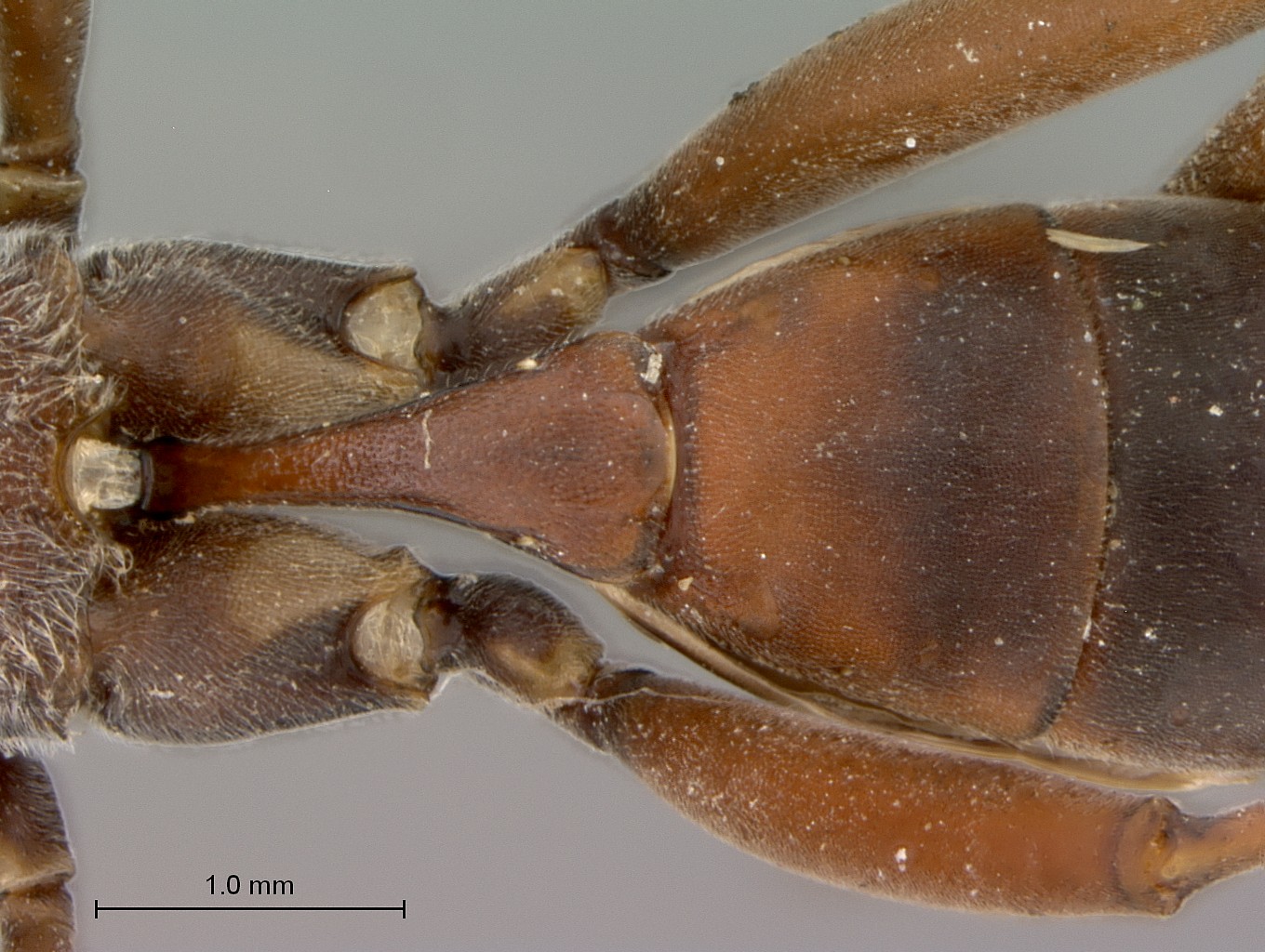 Hemibystra_persiba_petiole_dorsal