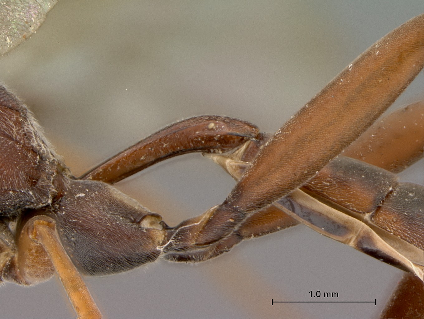 Hemibystra_persiba_petiole_lateral