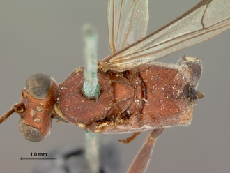 Hemibystra_erythrocephala_HOLOTYPE