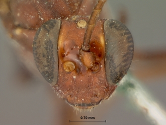 Hemibystra_erythrocephala_HOLOTYPE