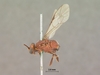 Hemibystra_erythrocephala_HOLOTYPE
