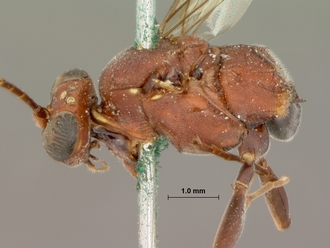 Hemibystra_erythrocephala_HOLOTYPE