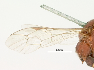 Hemibystra_erythrocephala_HOLOTYPE