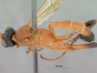 Hemiphaisura_thyridiens_HOLOTYPE