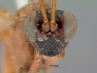 Hemiphaisura_thyridiens_HOLOTYPE