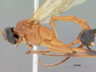 Hemiphaisura_thyridiens_HOLOTYPE