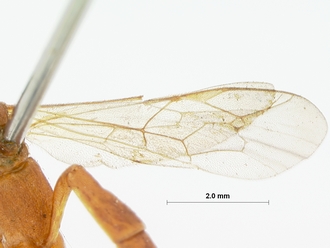 Hemiphaisura_thyridiens_HOLOTYPE