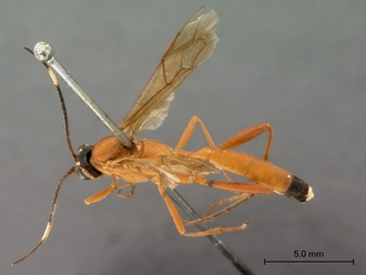 Hemiphaisura_fortunata_habitus_dorsal