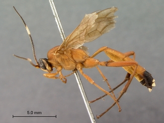 Hemiphaisura_fortunata_habitus_lateral