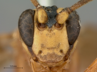 Hemiphaisura_fortunata_head_frontal
