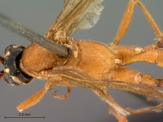 Hemiphaisura_fortunata_head_mesosoma_dorsal
