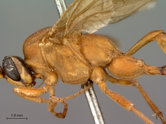 Hemiphaisura_fortunata_head_mesosoma_lateral