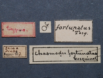 Hemiphaisura_fortunata_labels
