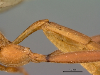 Hemiphaisura_fortunata_metasoma_lateral