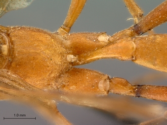 Hemiphaisura_fortunata_propodeum_petiole_dorsal