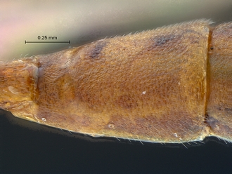 Heterischnus krausi T2