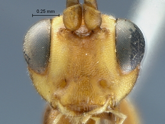 Heterischnus krausi face