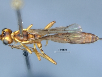 Heterischnus krausi habitus dorsal