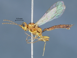 images/Heterischnus krausi habitus profile_330.jpg