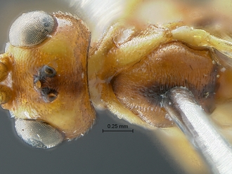 Heterischnus krausi head and mesoscutum