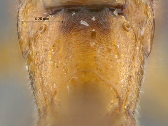 Heterischnus krausi propodeum