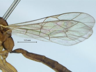 Heterischnus krausi wings