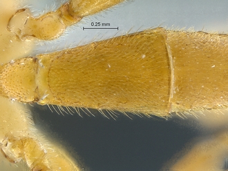 Heterischnus nsp T2