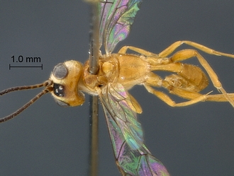 Heterischnus nsp habitus dorsal