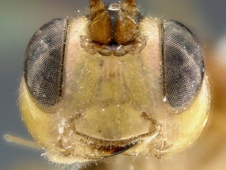 Heterischnus nsp habitus face