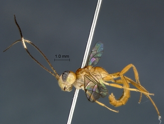 Heterischnus nsp habitus profile