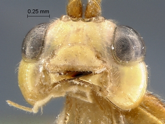 Heterischnus nsp mandible